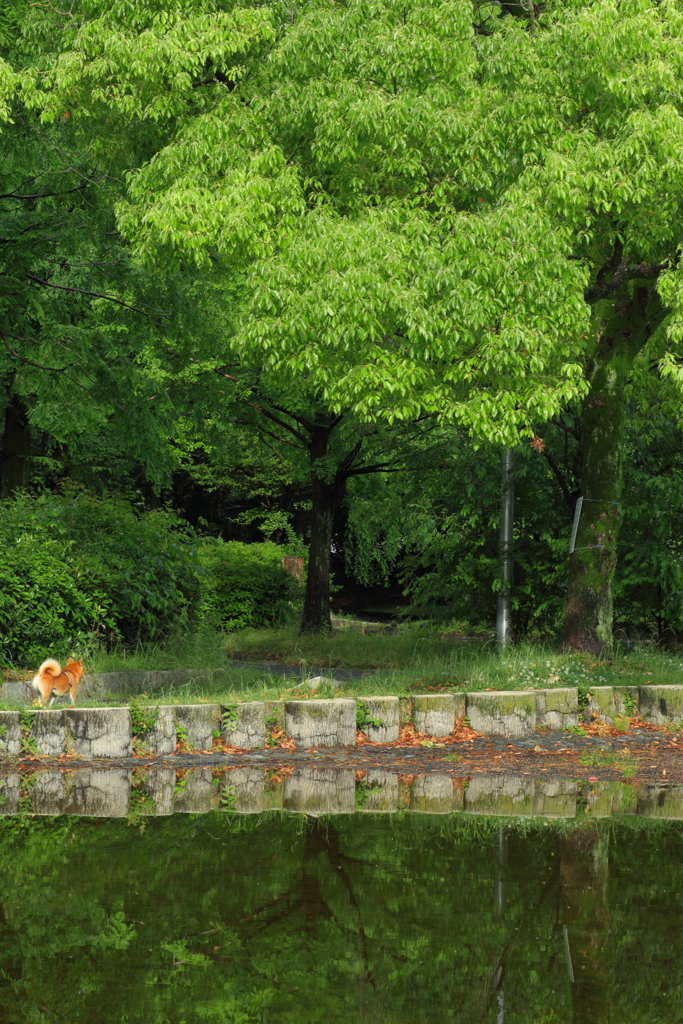 初夏の散歩道