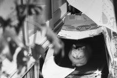 眠り猫
