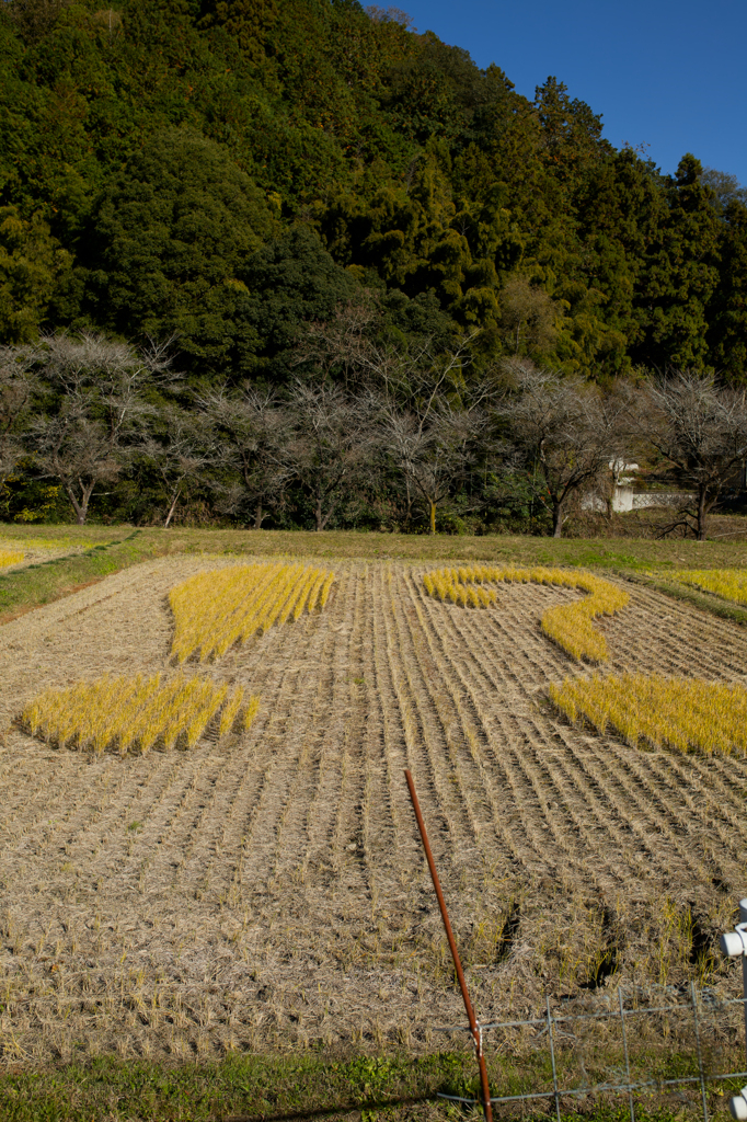 2024-小原村-田んぼアート「！？」