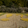 2024-小原村-田んぼアート「！？」