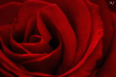 ROSE IS A ROSE