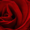 ROSE IS A ROSE