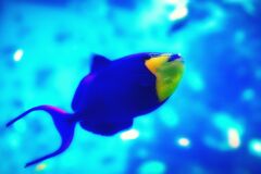 アカモンガラ
