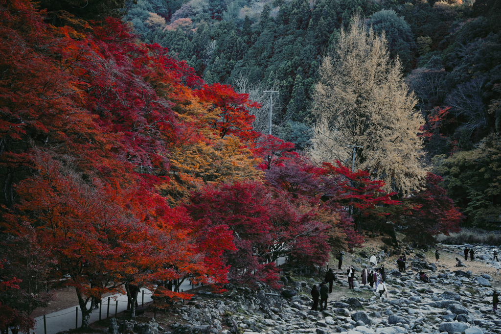 2025-香嵐渓にて06