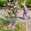 古き薔薇の花道