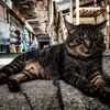 渋猫