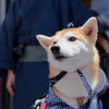2024-有松絞祭り02-ネーム・イズ・アリマツ犬