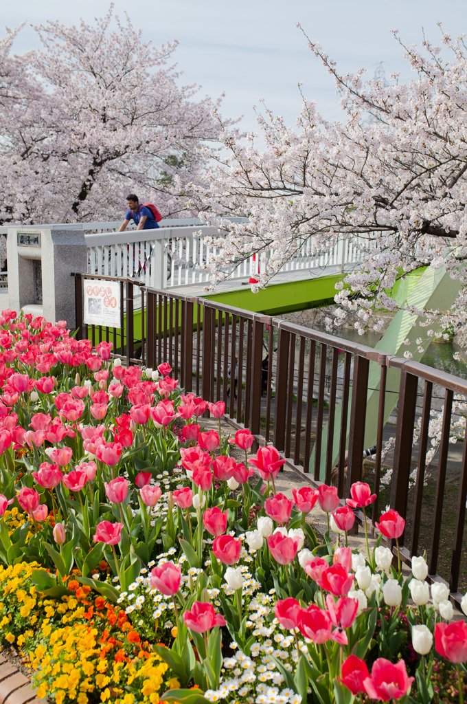 2024-桜のある公園にて