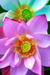 蓮華座