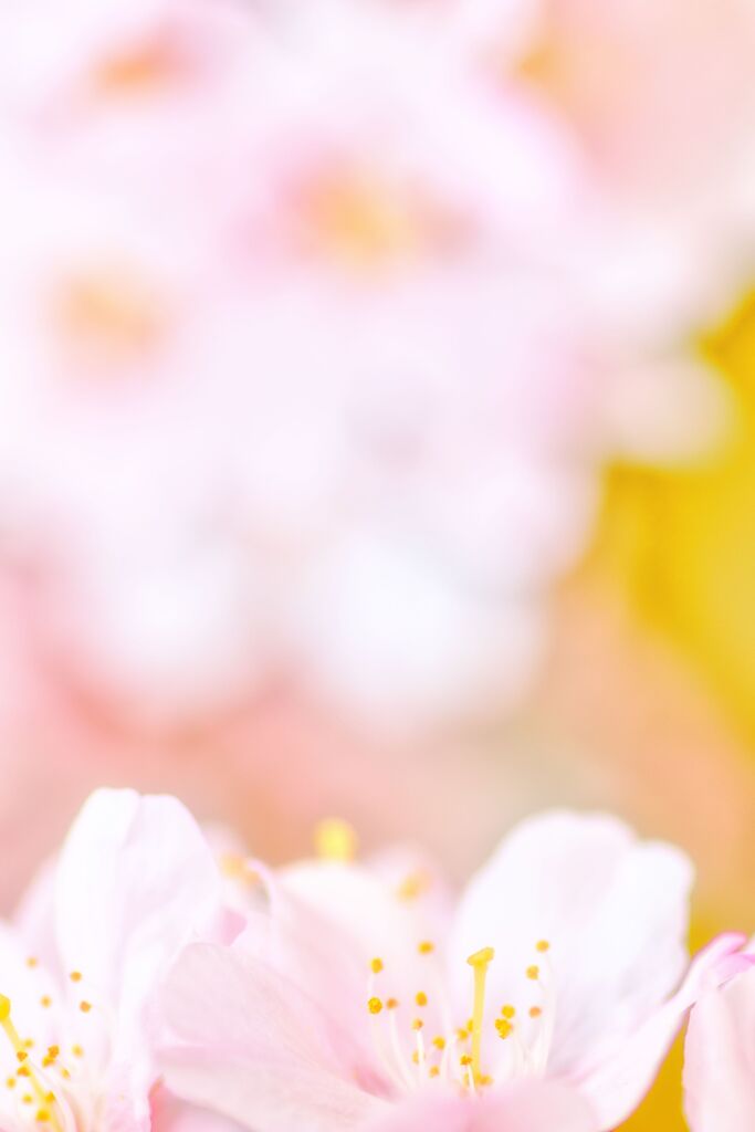もこふわな桜色の夢