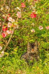 眠り猫