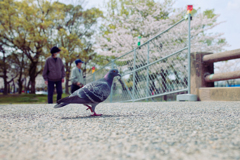 2024-桜のある公園にて