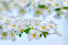 春の白い花・其の一