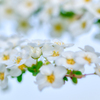 春の白い花・其の一