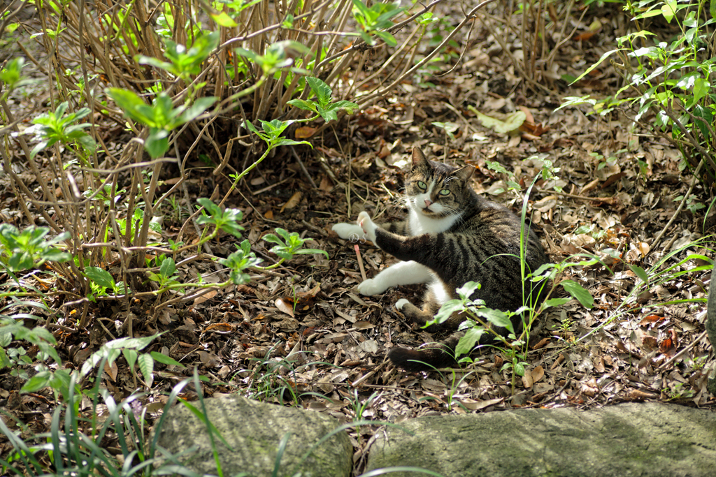 ネコに睨まれる