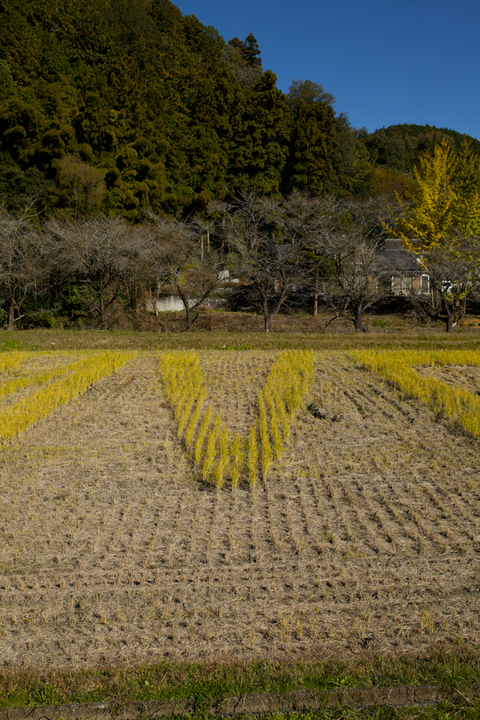 2024-小原村-田んぼアート「V」