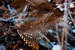 美しきＭＥＴＡＬの世界