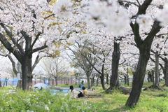 2024-桜のある公園にて-花見てる？