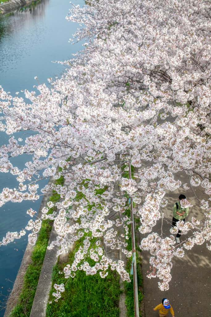 2024-荒子川公園の春