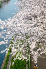 2024-荒子川公園の春