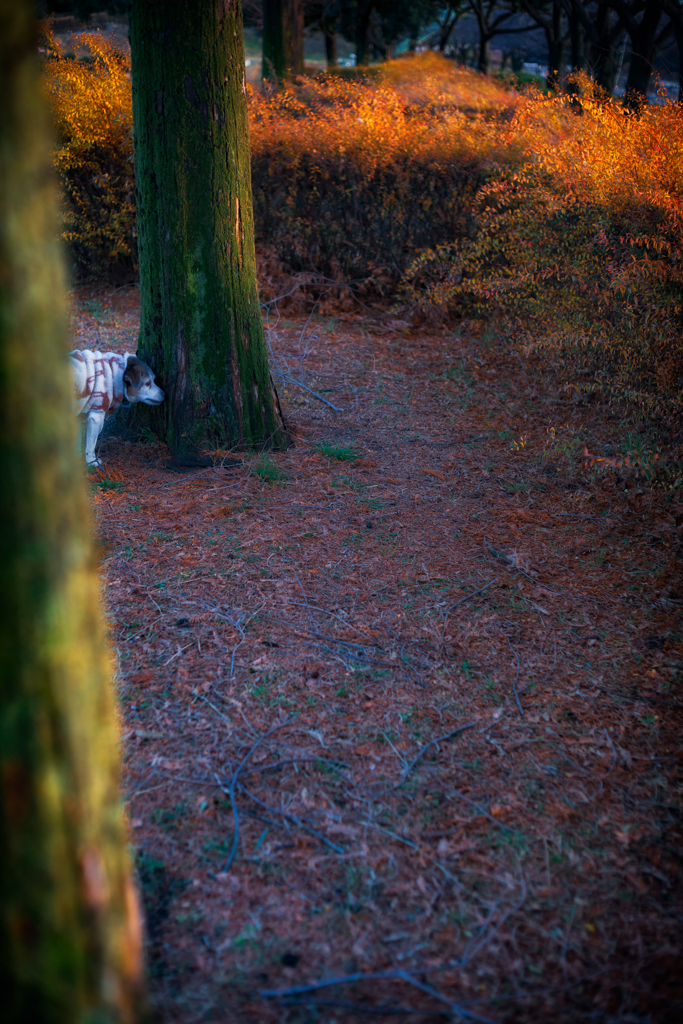2022-1224-公園にて