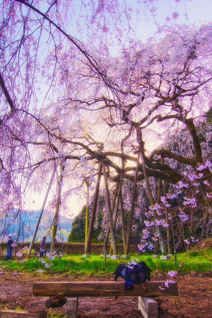 奥山田のしだれ桜