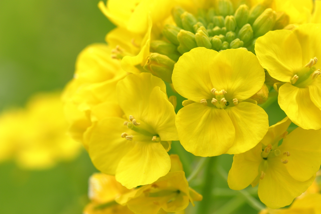 菜の花頭