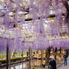 2023-天王川公園－藤祭り