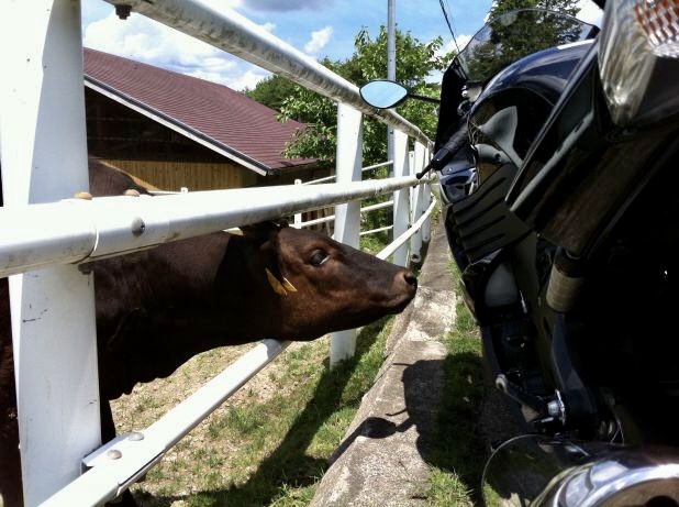 バイクと牛さん