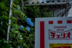 物陰で咲く紫陽花も紫陽花