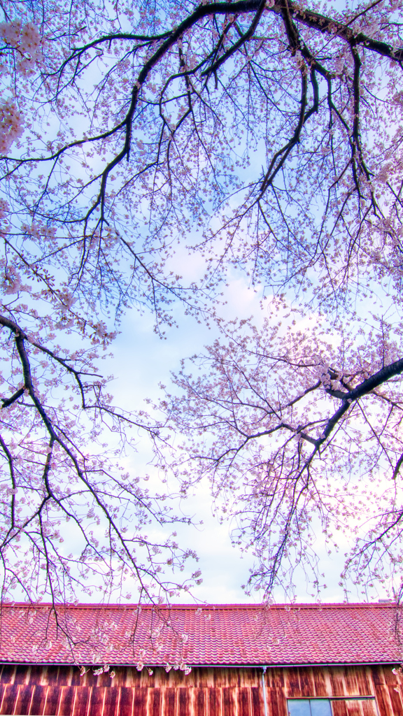 錆と桜・其の一