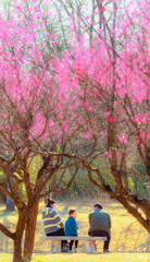春の笑い声
