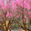 春の笑い声