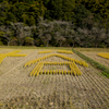 2024-小原村-田んぼアート「谷」