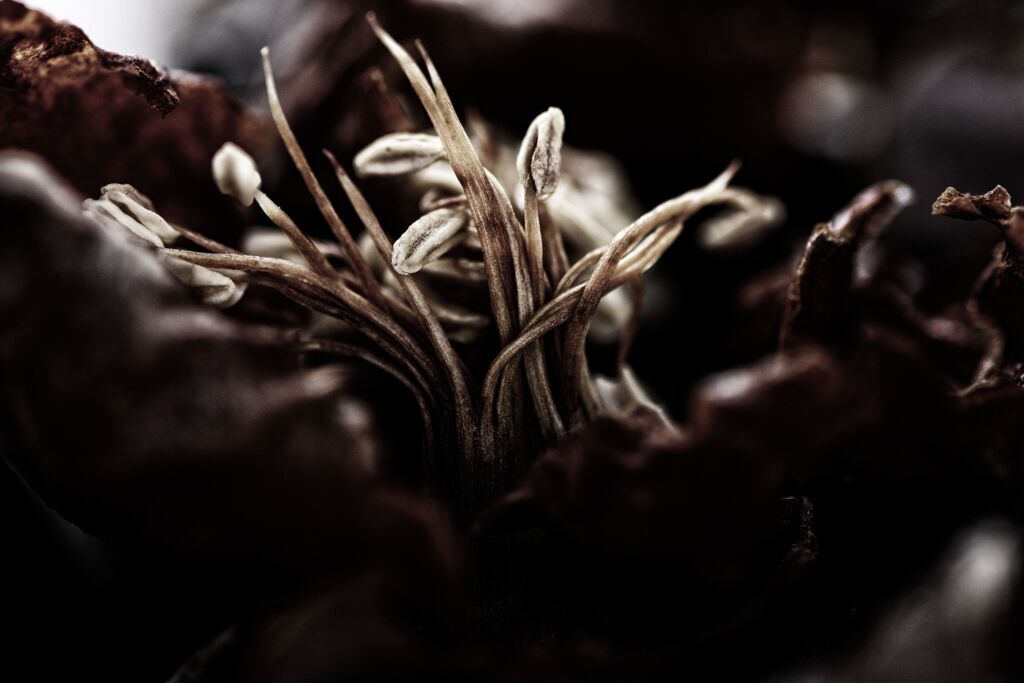 End of Flower