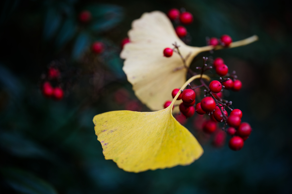 2025-香嵐渓にて-03