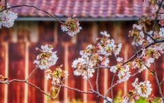 錆と桜・其の二