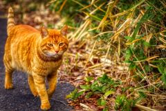 猫目のネコ