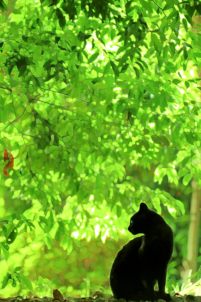 黒猫