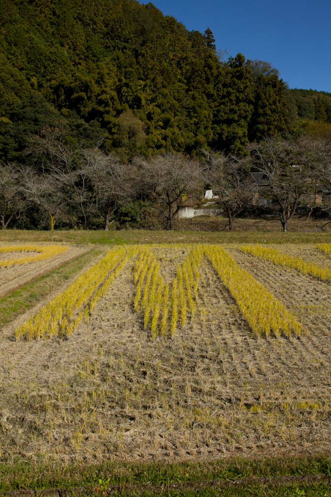 2024-小原村-田んぼアート「M」