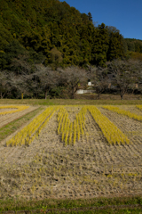 2024-小原村-田んぼアート「M」