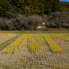 2024-小原村-田んぼアート「M」