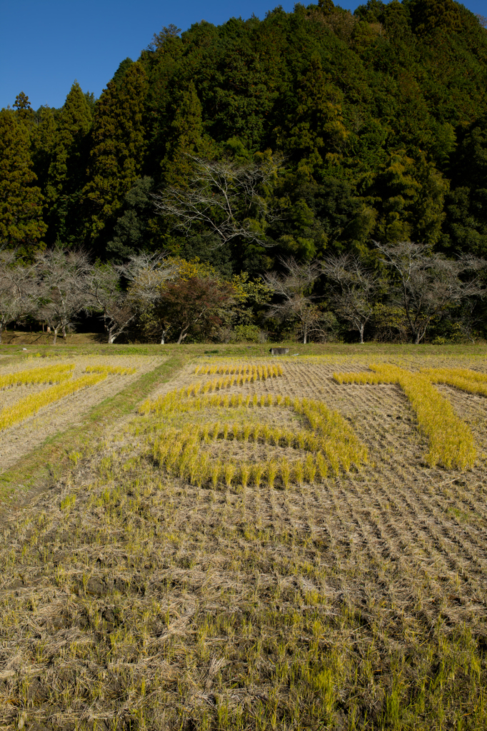 2024-小原村-田んぼアート「る」