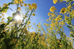 菜の花光芒