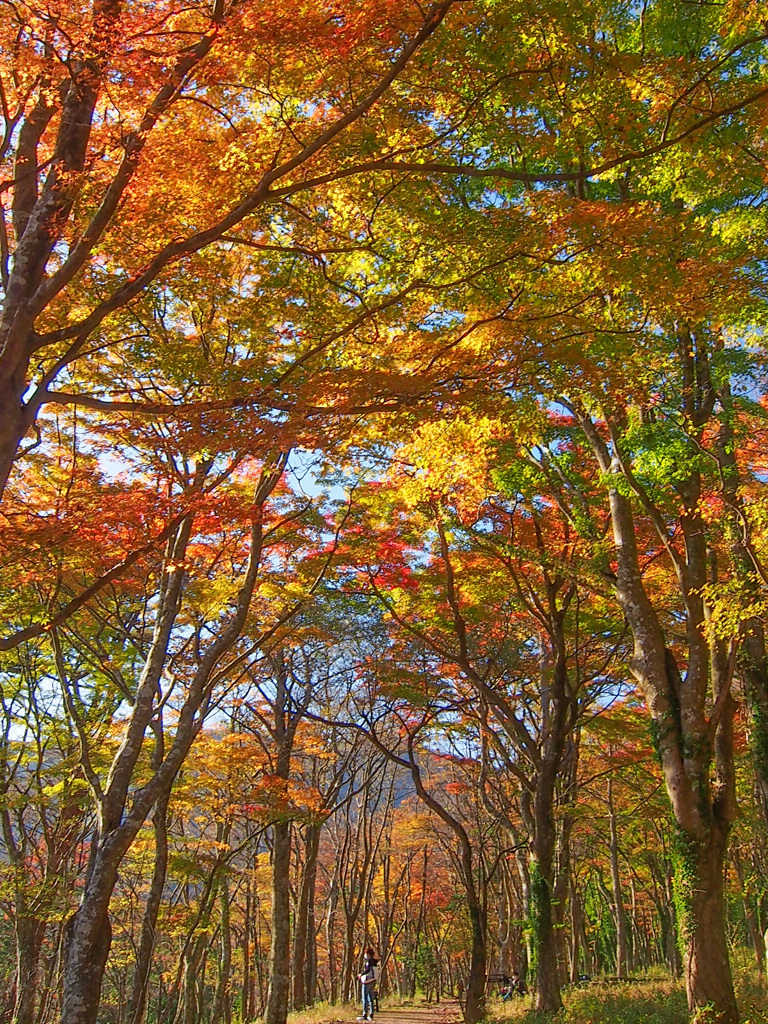 湖尻園地　紅葉