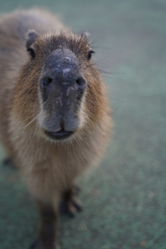 伊豆シャボテン公園