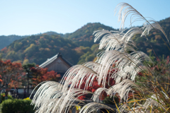 嵐山2020 11 17 01