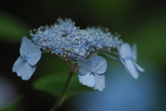 P6150033