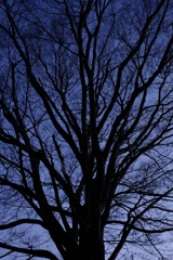 夕暮れの樹木