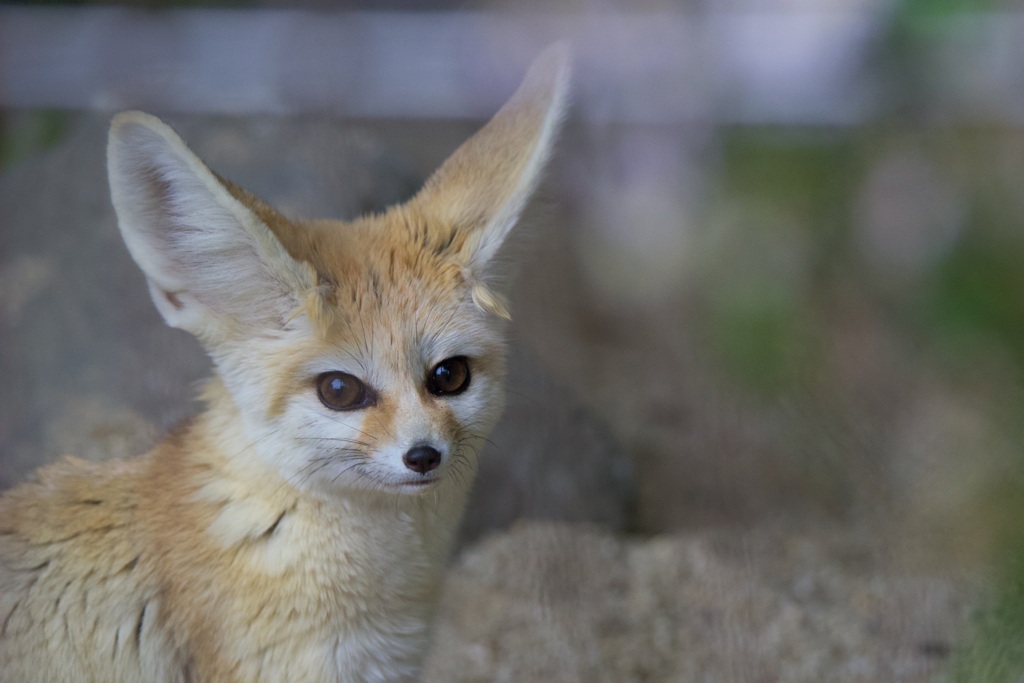 フェネックちゃん